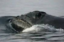 One of the interesting North Pacific right whale facts is that its head is almost one-third of its total body length.
