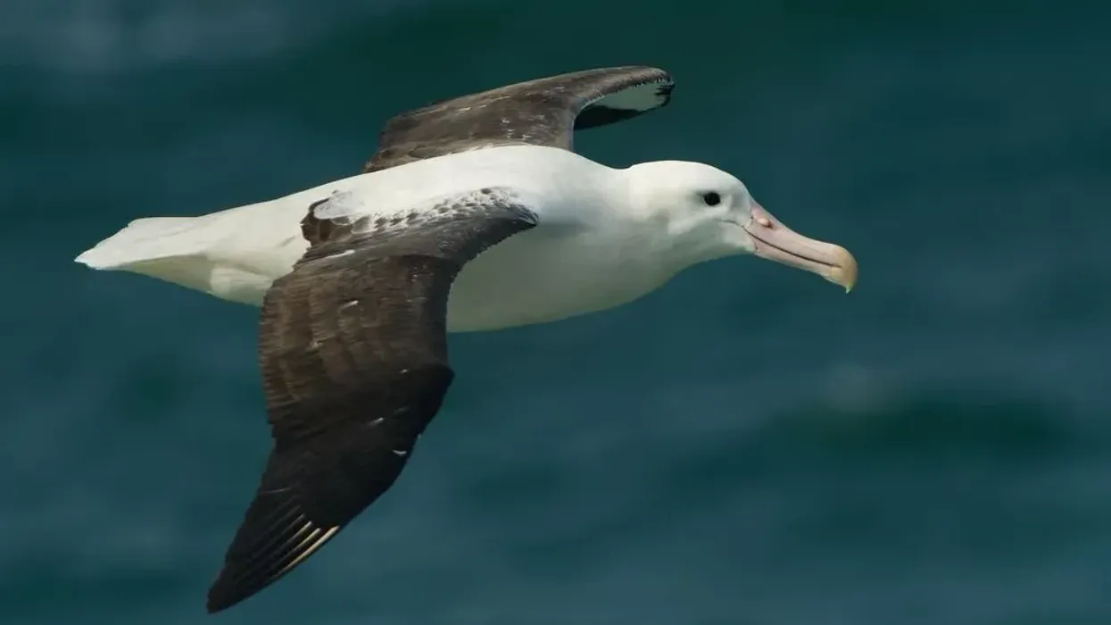 One of the interesting northern royal albatross facts is that it is mostly white but has black upper wings.