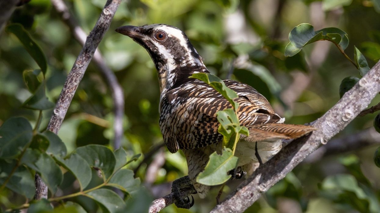 One of the interesting pacific koel facts is that it is easily recognized by the "coo-eee" sound that it makes, which is familiar to every resident of Brisbane.