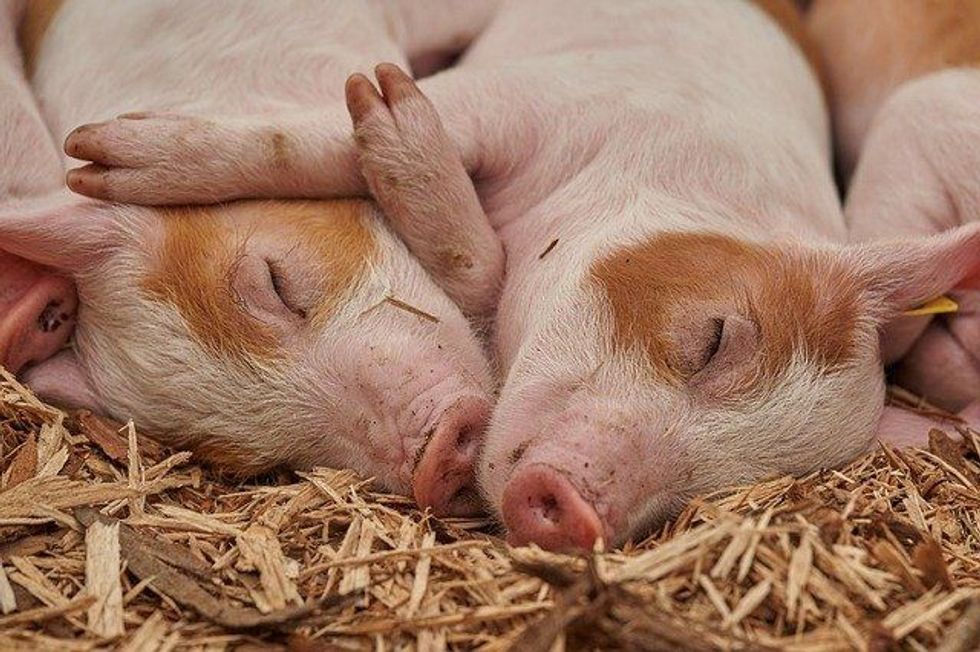 One of the interesting pig facts is that over half the world's pigs are found in China.