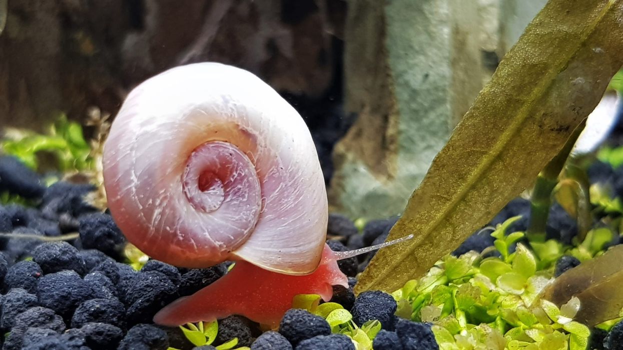 One of the interesting ramshorn snail facts is that it has sinistral or anti-clockwise spirals.