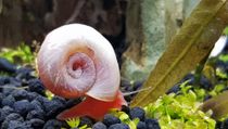 One of the interesting ramshorn snail facts is that it has sinistral or anti-clockwise spirals.