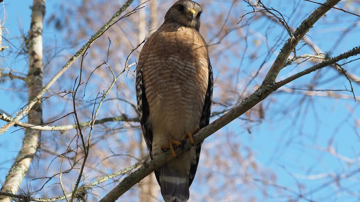 One of the interesting red-shouldered hawk facts is that these birds are monogamous and usually return to the same nest to breed.