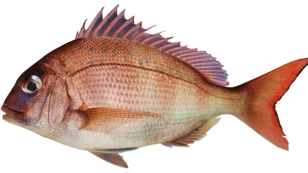 One of the interesting red snapper facts is that they live in marine habitats like reefs, and rocky ledges along the Gulf of Mexico, and the West Atlantic Ocean.