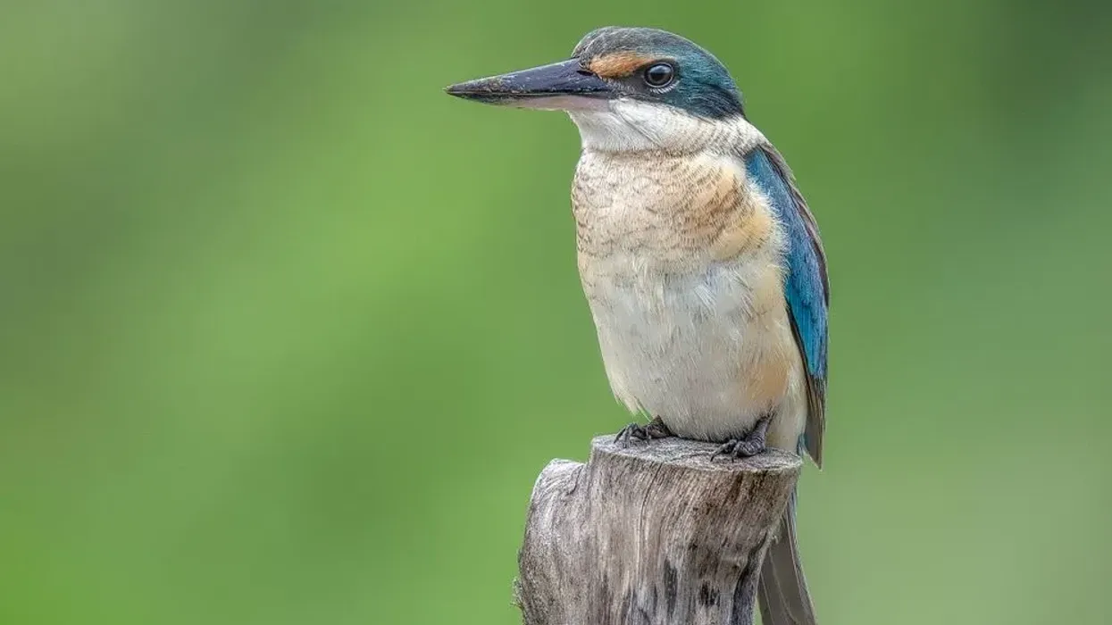 One of the interesting sacred kingfisher facts is that in Polynesian culture, it is believed to have power over the ocean waves.