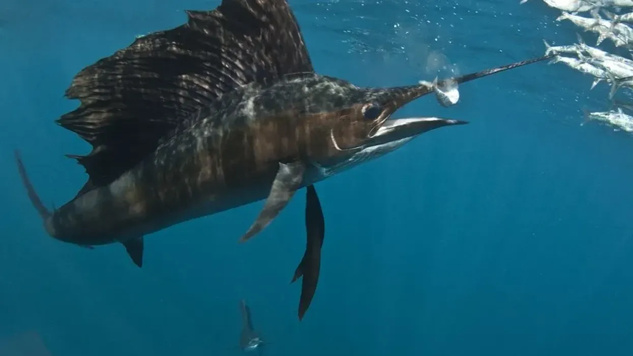 One of the interesting sailfish facts is that it lives in shallow waters, where there is enough sunlight.