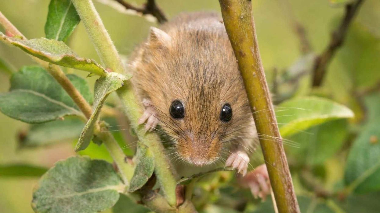 One of the interesting salt marsh harvest mouse facts is that it almost exclusively lives among and feeds on Pickleweed plants.