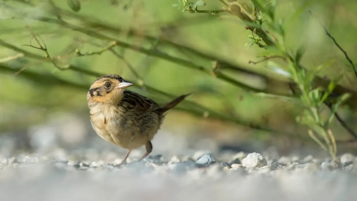 One of the interesting saltmarsh sparrow facts is that these birds inhabit the saltgrass habitats near tidal marshes.