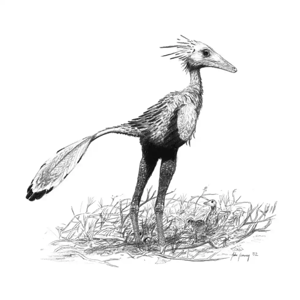 One of the interesting Sinornithoides facts is that they are the smallest known theropods.