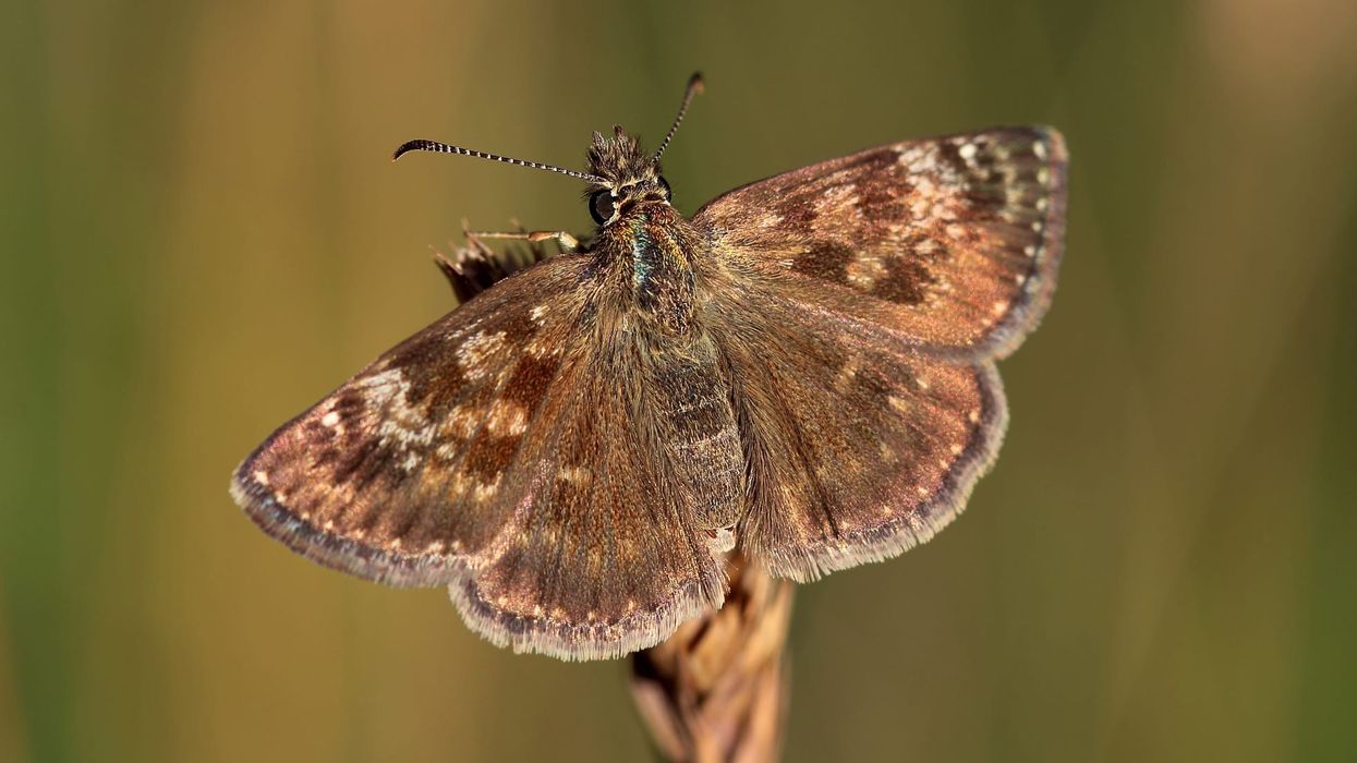 One of the interesting skipper butterflies facts is that there are over 3500 species of skippers that are recognized today