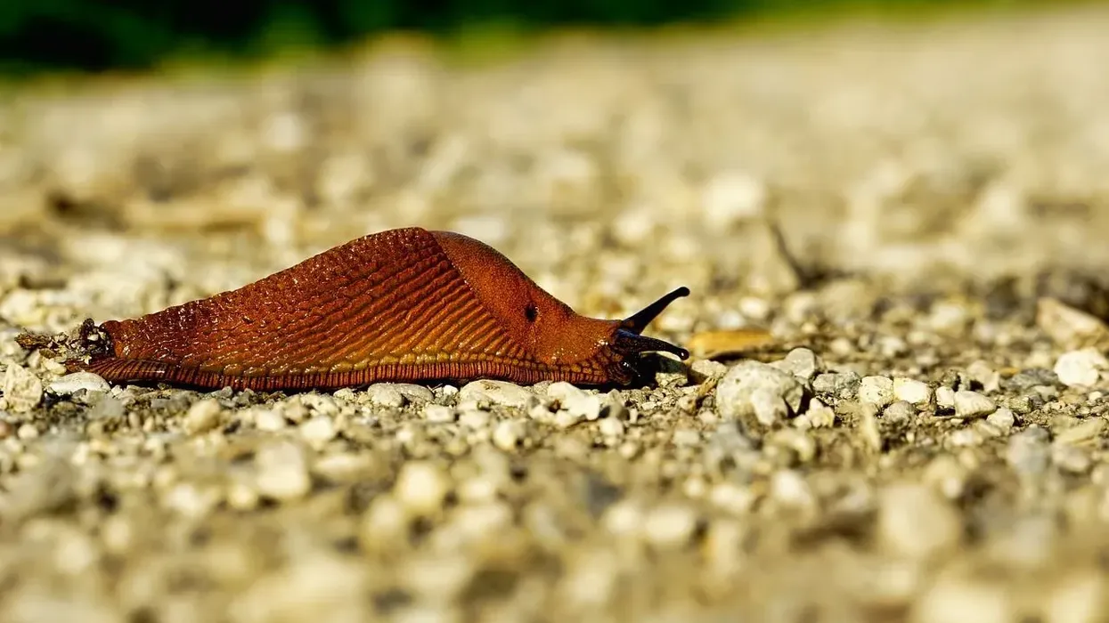 One of the interesting slug facts is that they are commonly found in gardens.