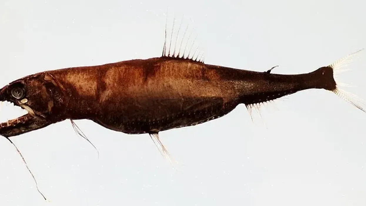 One of the interesting snaggletooth fish facts is that it has pointed and fang-like teeth.