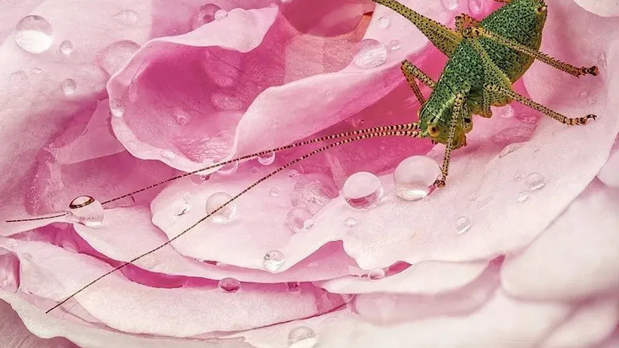 One of the interesting speckled bush-cricket facts is that it is active at dusk and night.