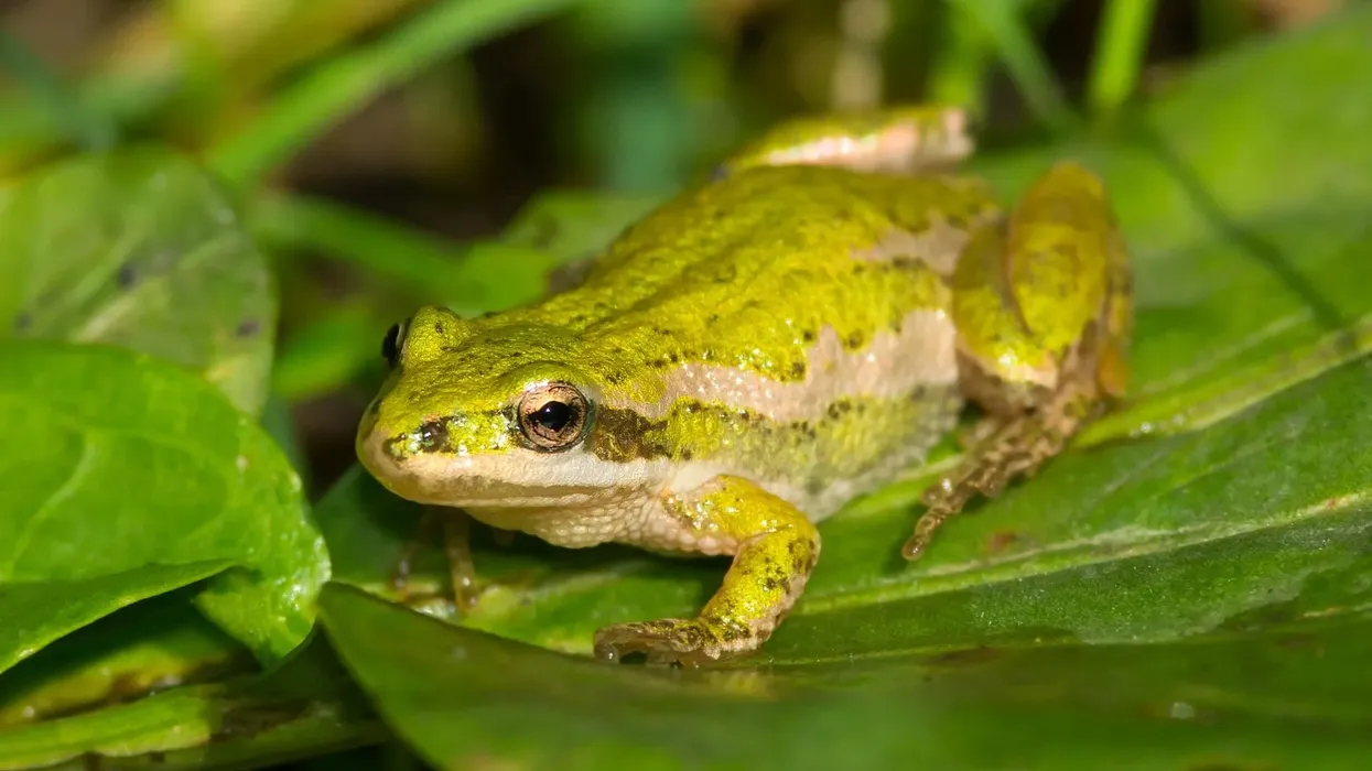 One of the interesting spotted chorus frog facts is that they are native to the USA and Mexico.