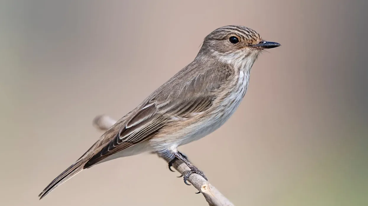 One of the interesting spotted flycatcher facts is that they have blackish-brown streaks on their foreheads.