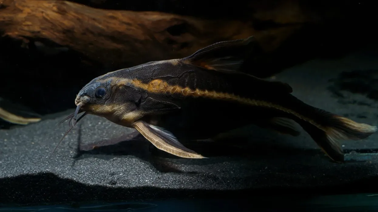 One of the interesting striped Raphael catfish facts is that it has protective spines on its body and fins.
