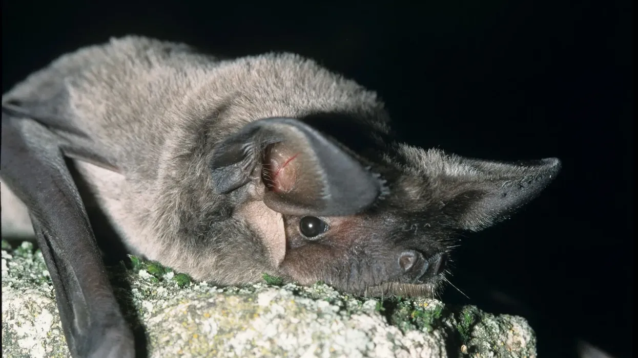 One of the interesting Tadarida facts is that these bats have large ears.