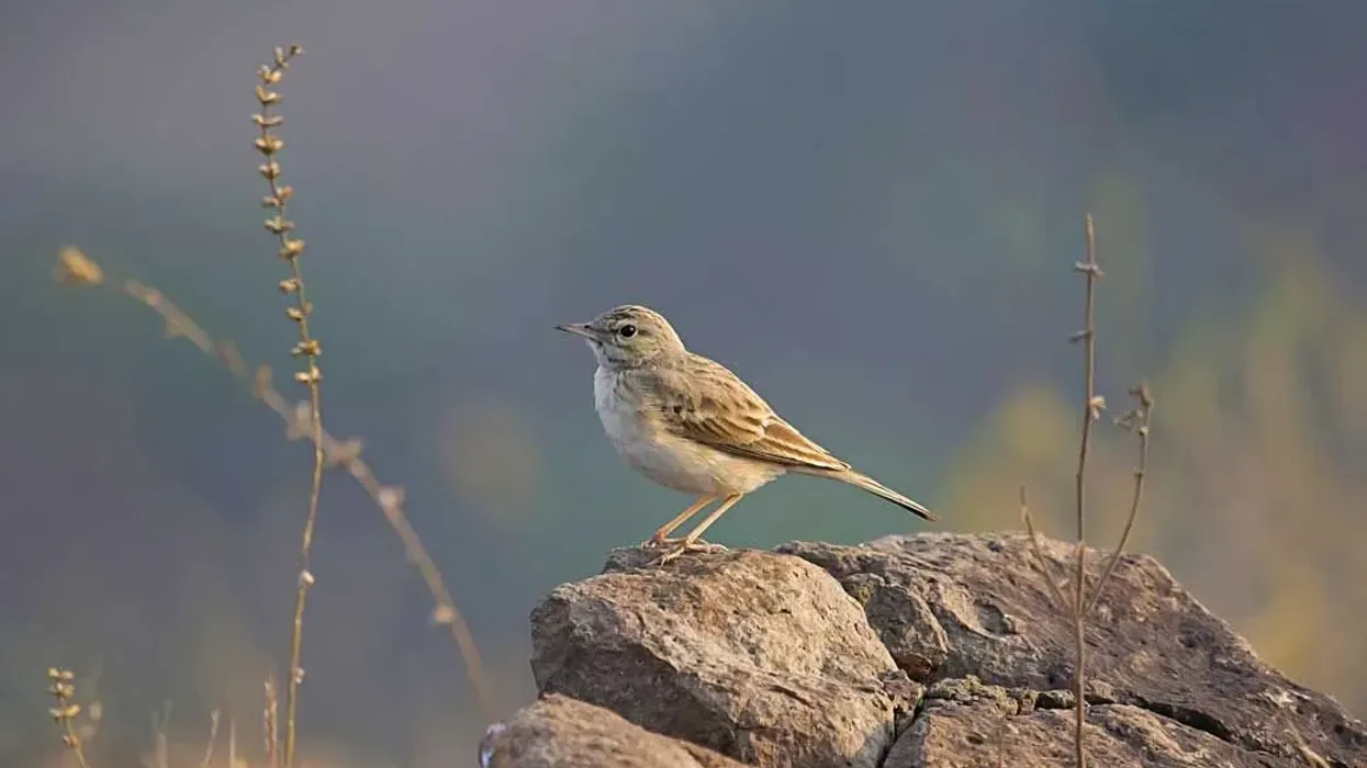One of the interesting tawny pipit facts is that it has a sandy-brown, dark-streaked body
