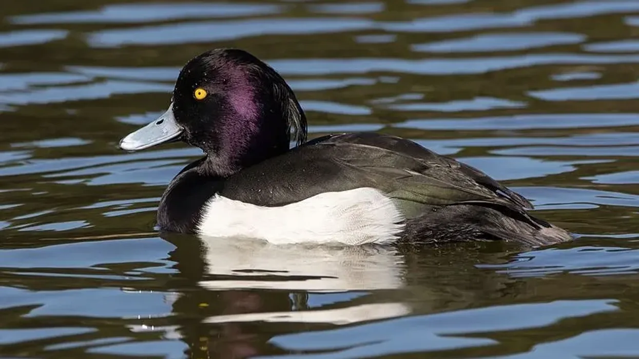 One of the interesting tufted duck facts is that it is a type of diving duck found in the regions of northern Eurasia, Africa, and North America.