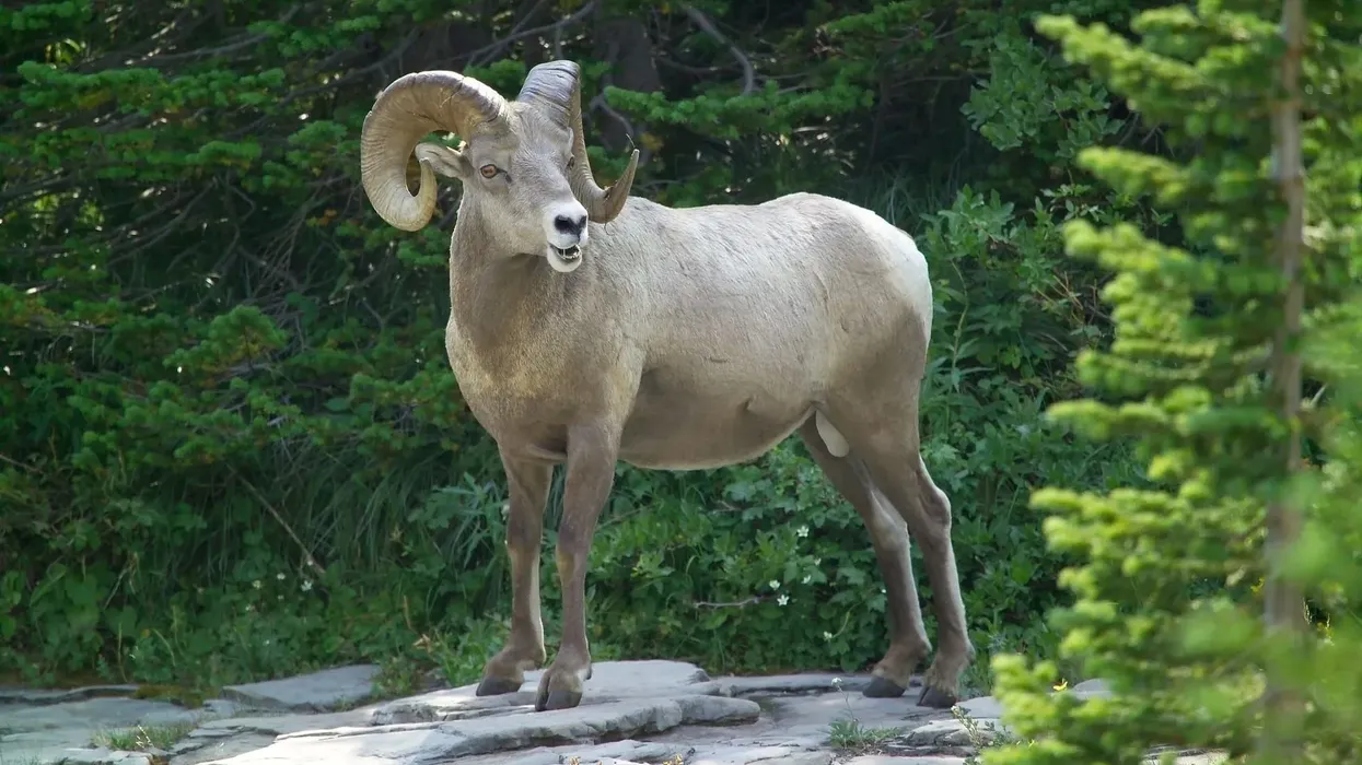 One of the interesting urial facts is that they have long and curly horns on their heads.