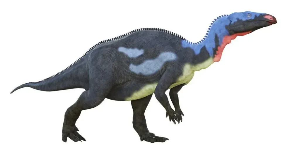 One of the interesting Uteodon facts is that it was initially thought to be a Camptosaurus dinosaur.