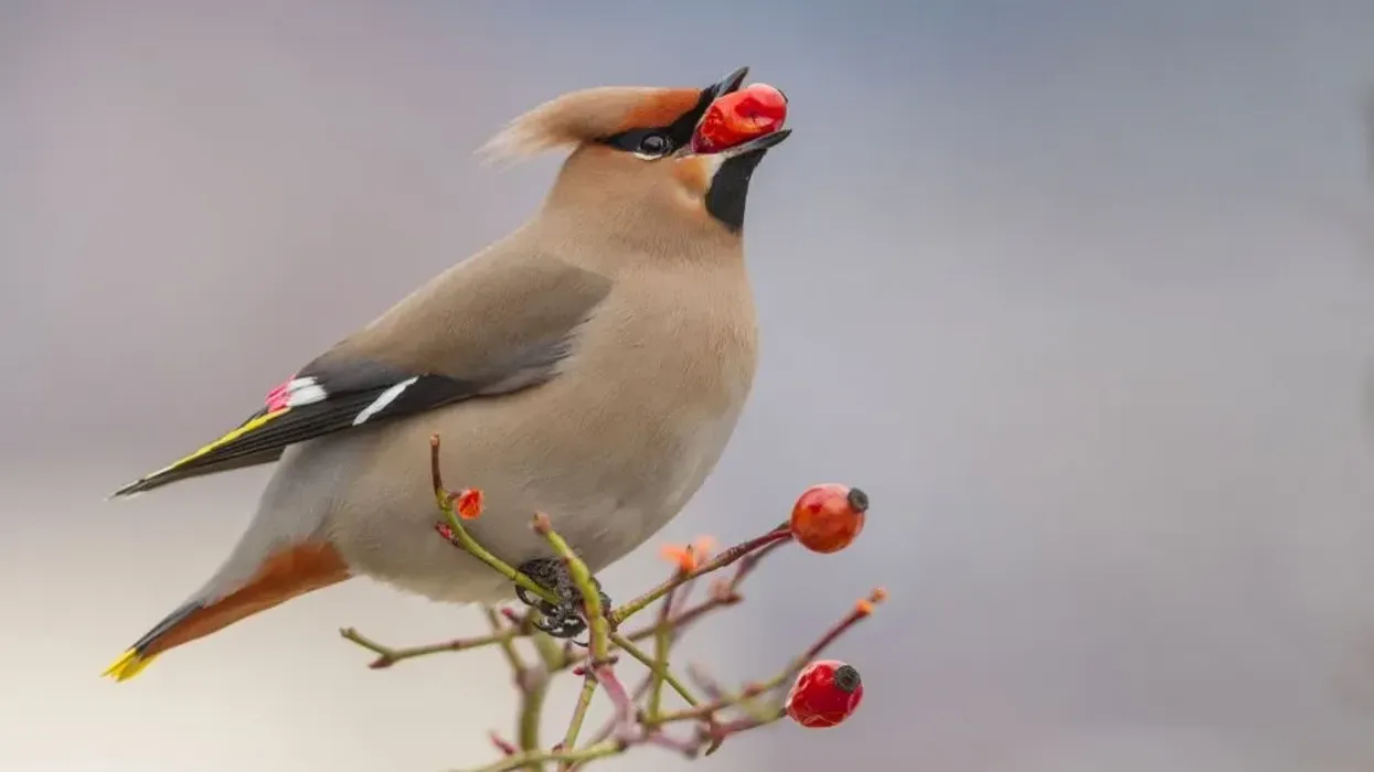 One of the interesting waxwing facts is that they like to eat berries.