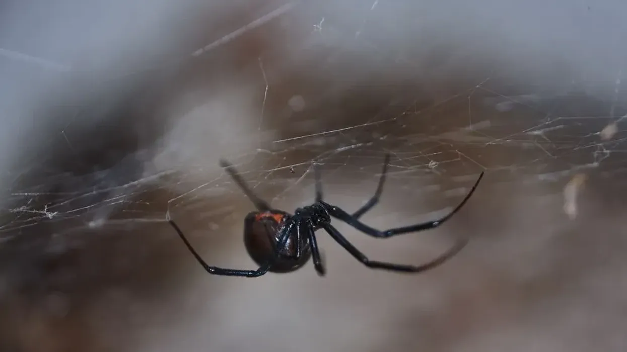 One of the interesting western black widow facts is that it is 15 times as venomous as a rattlesnake but rarely fatal.