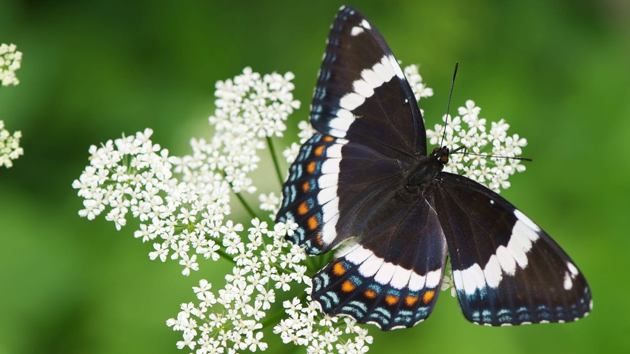 One of the interesting white admiral facts is that they are mostly a bluish-black color.