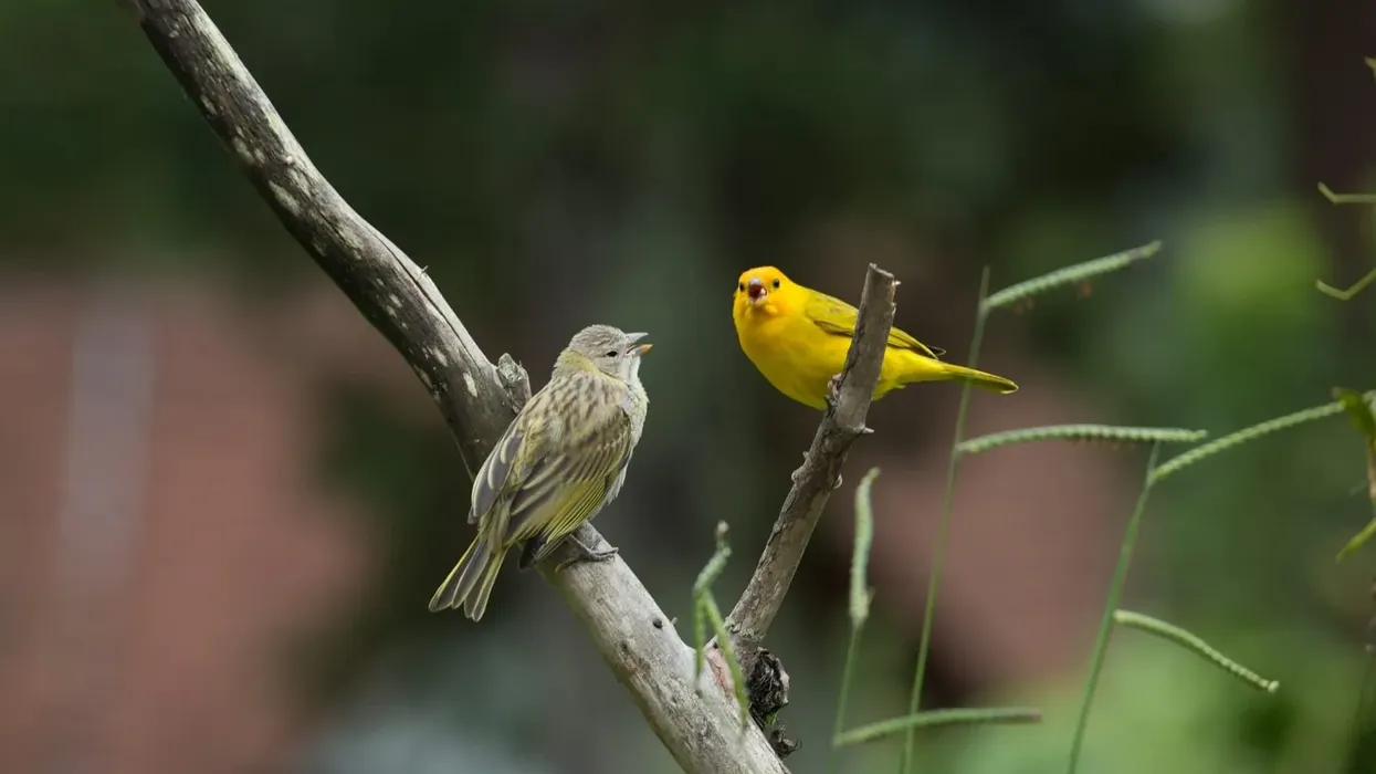 One of the interesting Yellow-fronted Canary facts is that it has brown to black malar and eye stripes.