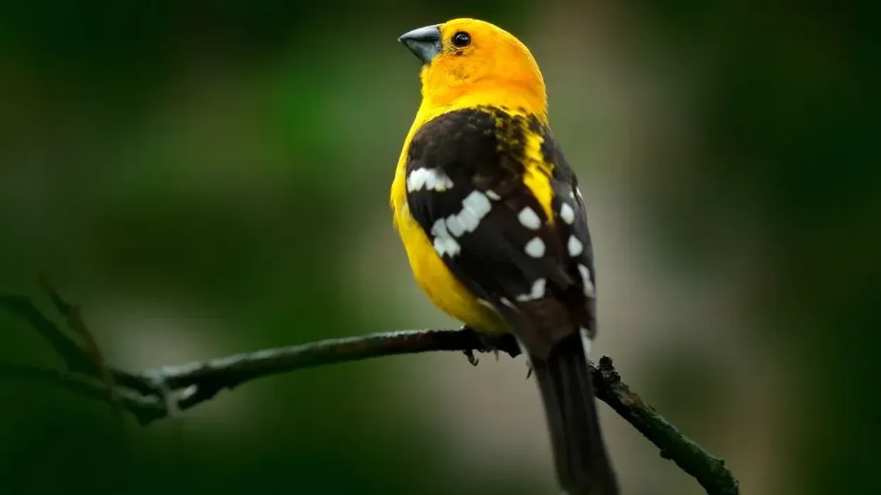 One of the interesting yellow grosbeak facts is that it has black wings with white tips.