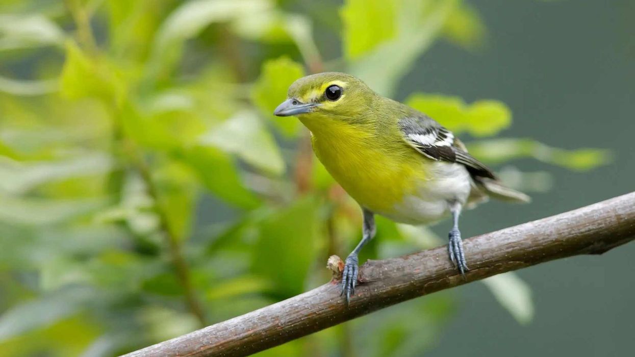 One of the interesting yellow-throated vireo facts is that it is named for its bright yellow throat and is the flashiest bird in the vireo family.