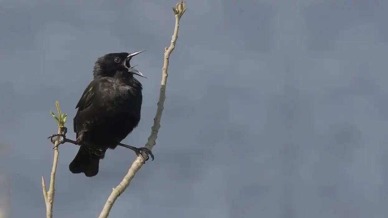 One of the interesting yellow-winged blackbird facts is that only the males have the eponymous yellow-winged shoulders.
