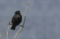 One of the interesting yellow-winged blackbird facts is that only the males have the eponymous yellow-winged shoulders.