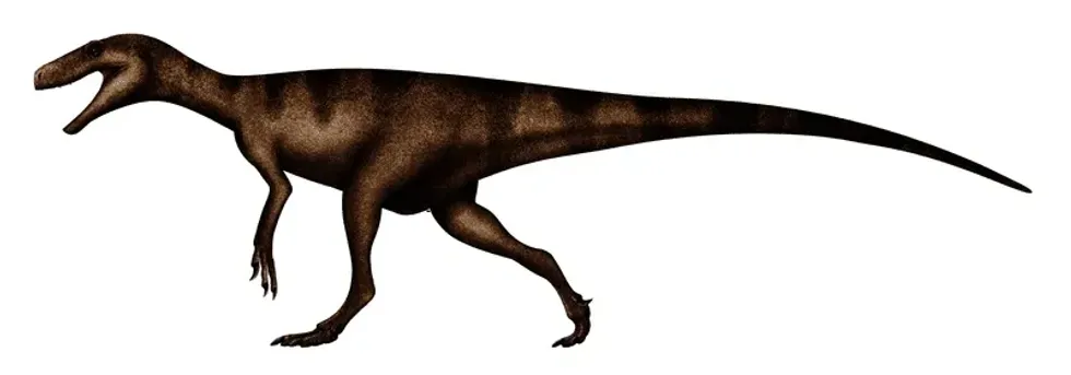 One of the least known Herrerasaurus facts is they have black marks across their back and their underparts are pale like a common lizard.