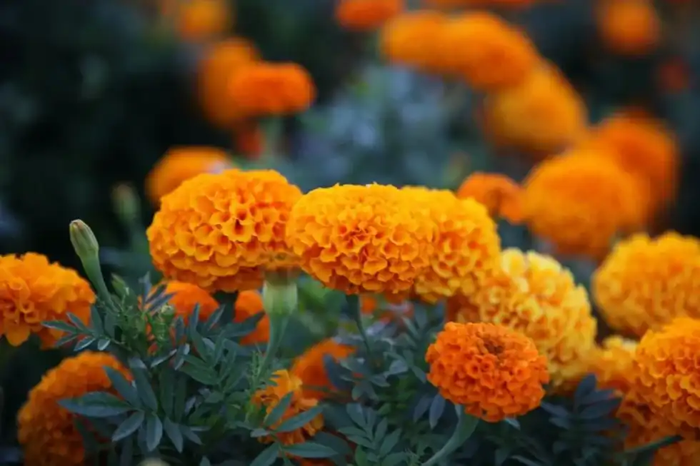 One of the marigold flowers facts is that there are a wide variety of seeds and species.