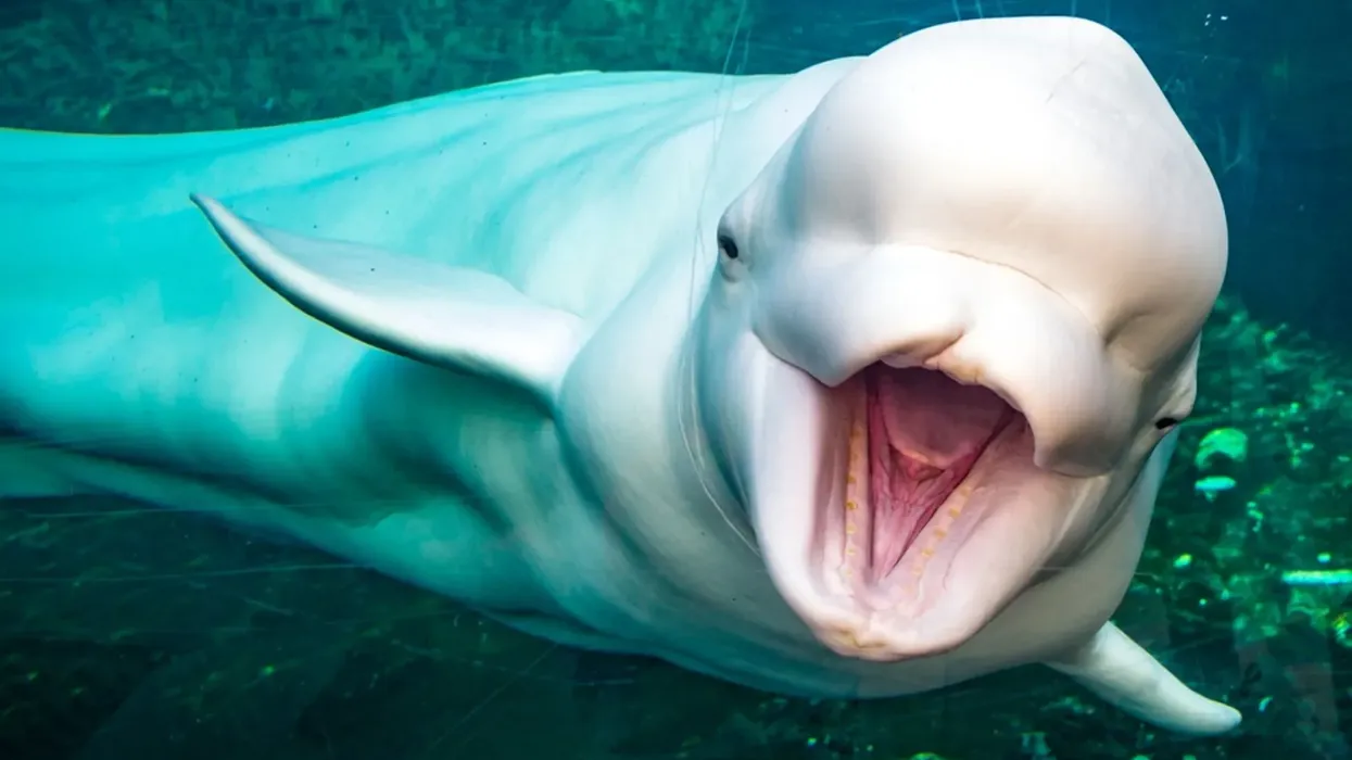 One of the most amazing Beluga whale facts is that Beluga whales are adapted to the harsh climate of the Arctic wildlife region.