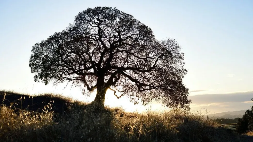 One of the most amazing walnut tree facts is when young, the walnut tree's bark is murky green and smooth, but as it grows, it turns gritty and gray.