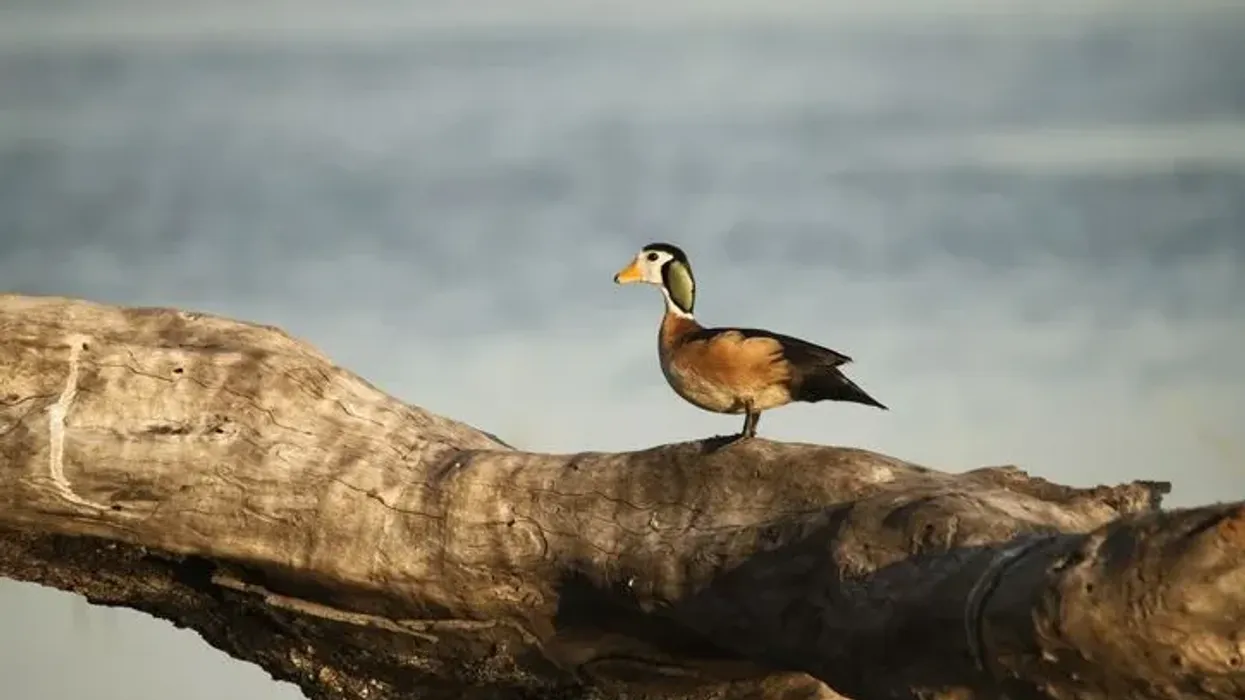 One of the most basic African pygmy goose facts is that the African pygmy goose is a sub-Saharan perching duck.