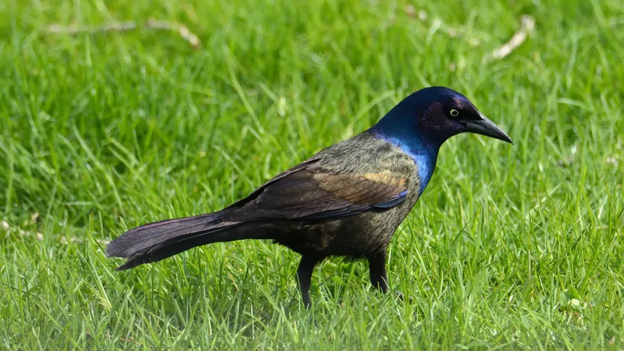 One of the most common grackle facts is that they have shiny black and purple plumage.