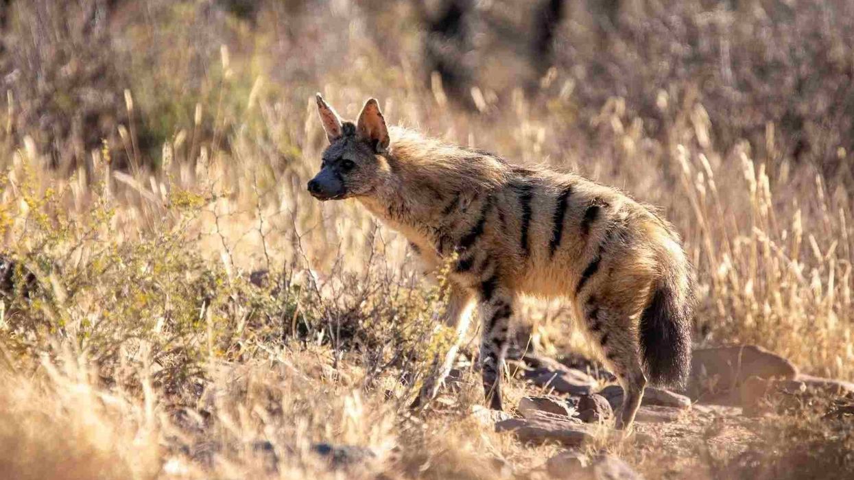 One of the most fascinating aardwolf facts is that it can eat over 200,000 termites in one night with its long sticky tongue.
