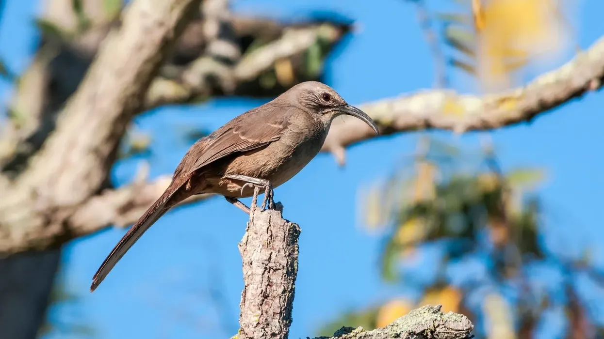 One of the most fascinating California thrasher facts is that it is the largest of the thrasher bird species in North America.