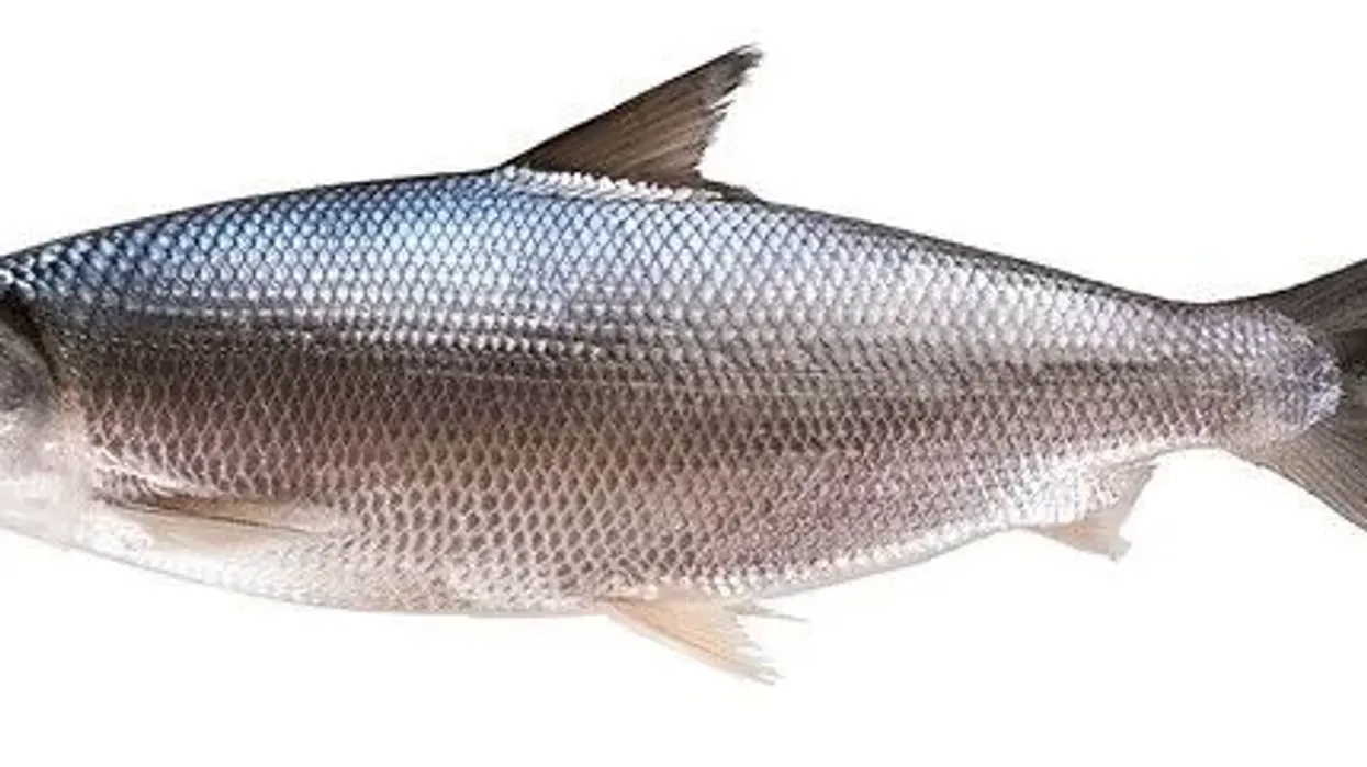 One of the most fascinating Milkfish facts is that it is one of the national fish of the Philippines