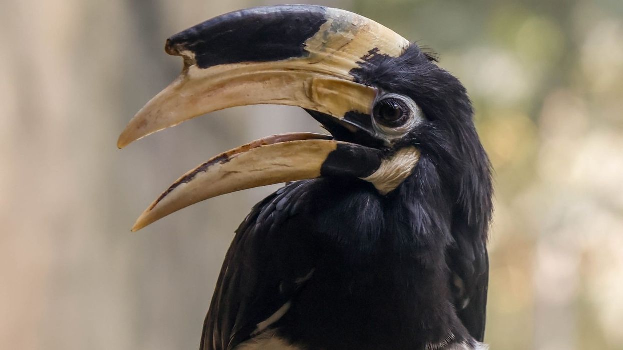 One of the most fascinating things that you'll learn with these Malabar pied hornbill facts is the bird's habit of drinking water from fruit.