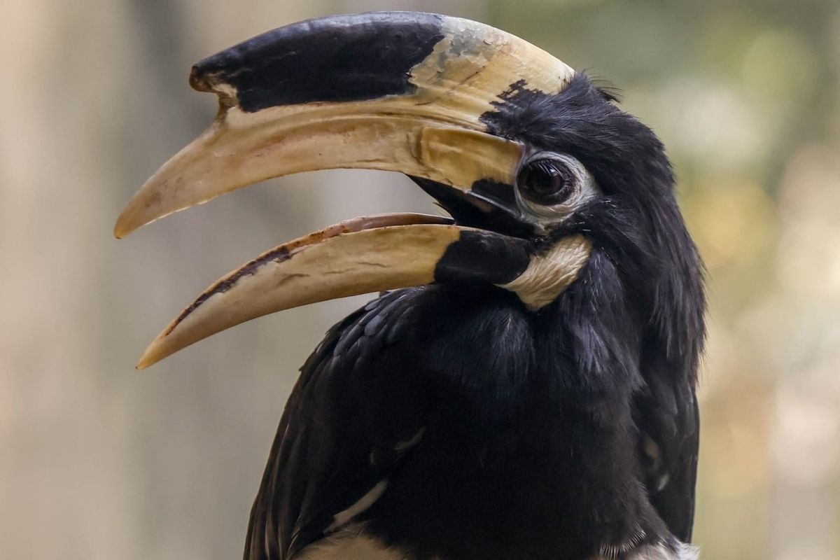 One of the most fascinating things that you'll learn with these Malabar pied hornbill facts is the bird's habit of drinking water from fruit.