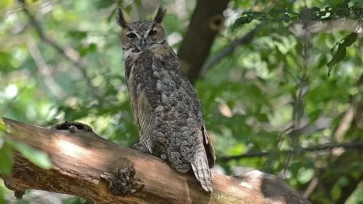 One of the most fascinating white great horned owl facts is that they have better depth perception than humans.