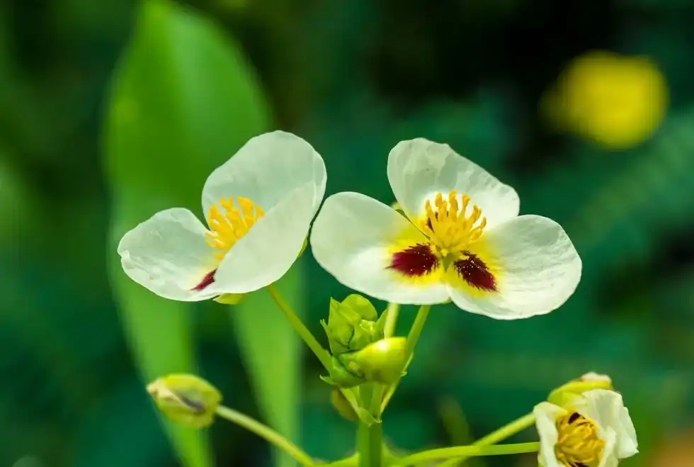 One of the most important arrowhead plant facts is that it is scientifically called Syngonium podophyllum.