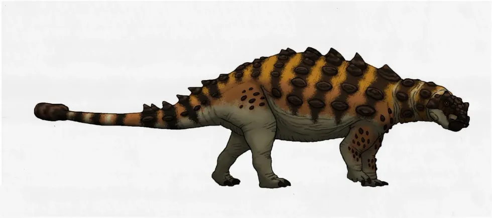 One of the most interesting Akainacephalus facts is that it has a 'handle-and-club' tail.