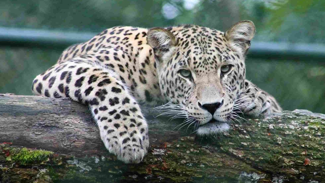 One of the most interesting Amur leopard facts is that they are a nocturnal animal and are one of the eight subspecies of the leopard.