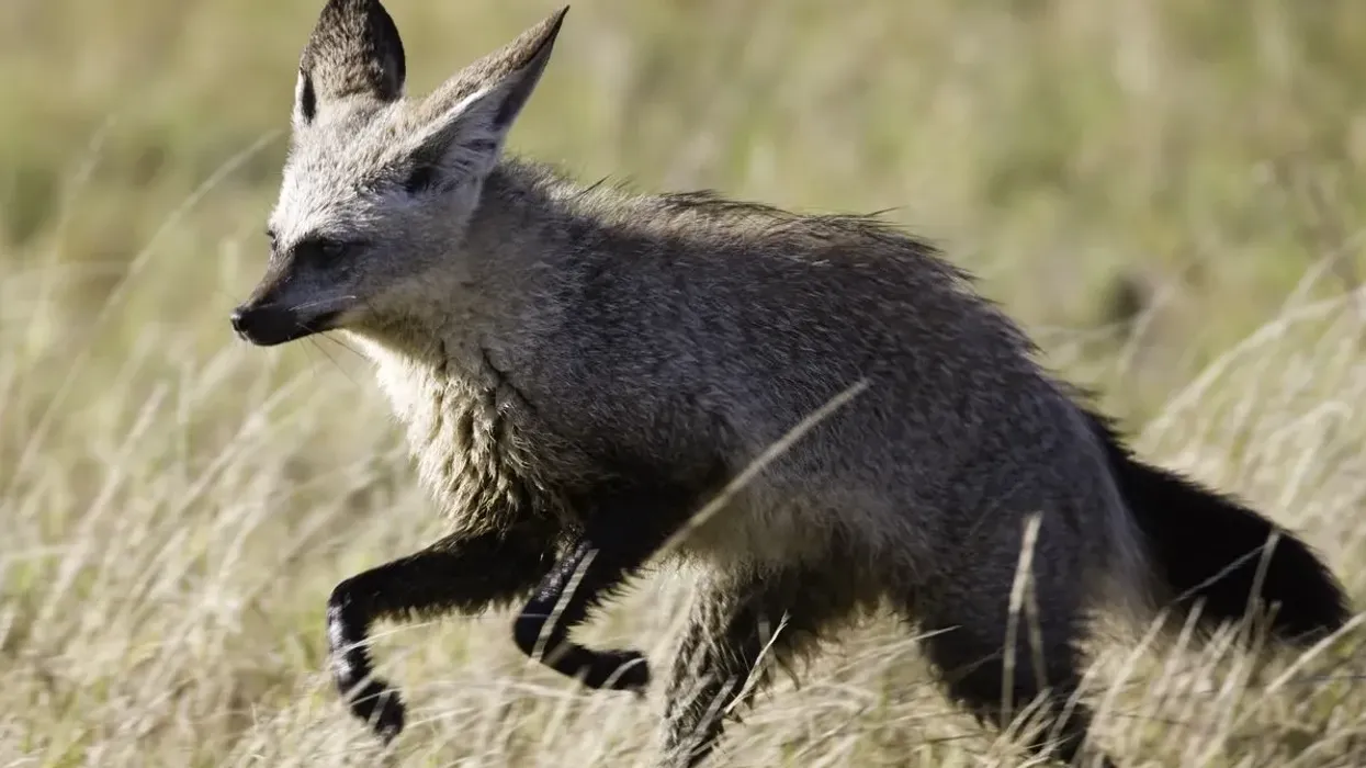 One of the most interesting bat-eared fox facts is that they are the only species in genus Otocyon, found on the African Savanna.