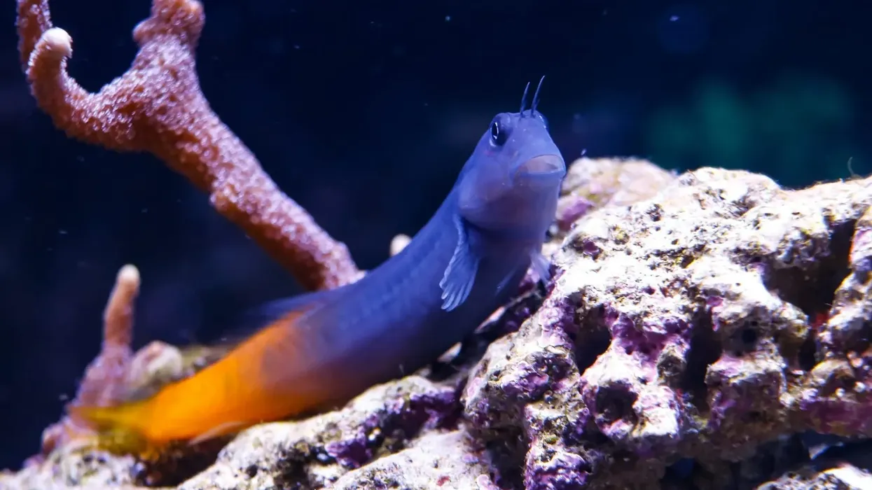 One of the most interesting bicolor blenny facts is that blenny males change color while breeding.